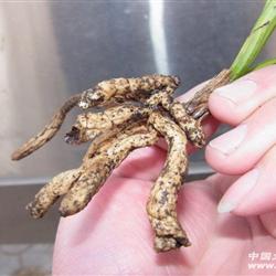 下山精品蕙兰龙根金黄中透丝 已卖请勿拍